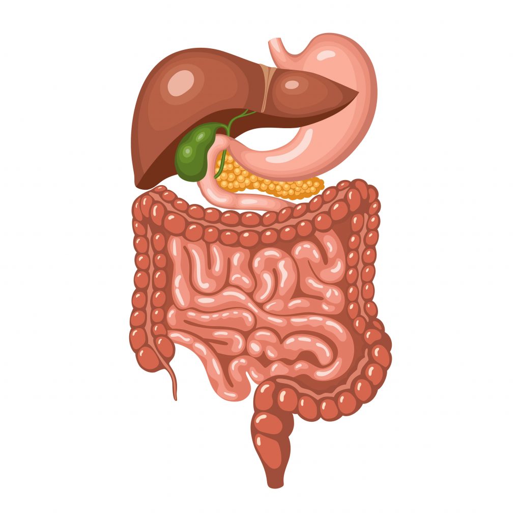 digestive tract and colon hydrotherapy